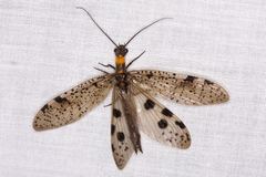 Archichauliodes guttiferus