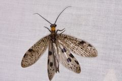 Archichauliodes guttiferus