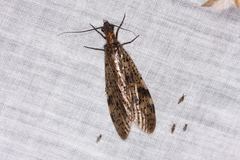 Archichauliodes guttiferus