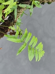 Cyclosorus interruptus