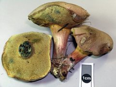 Xerocomellus cisalpinus