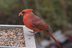 Cardinalis cardinalis