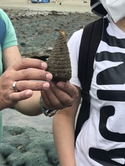 Titanostrombus galeatus