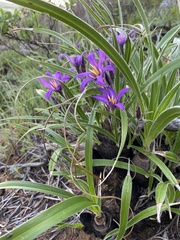 Xerophyta purpurascens