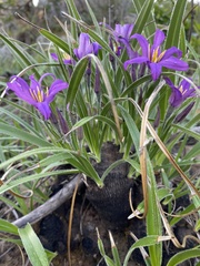 Xerophyta purpurascens