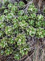 Celmisia brevifolia