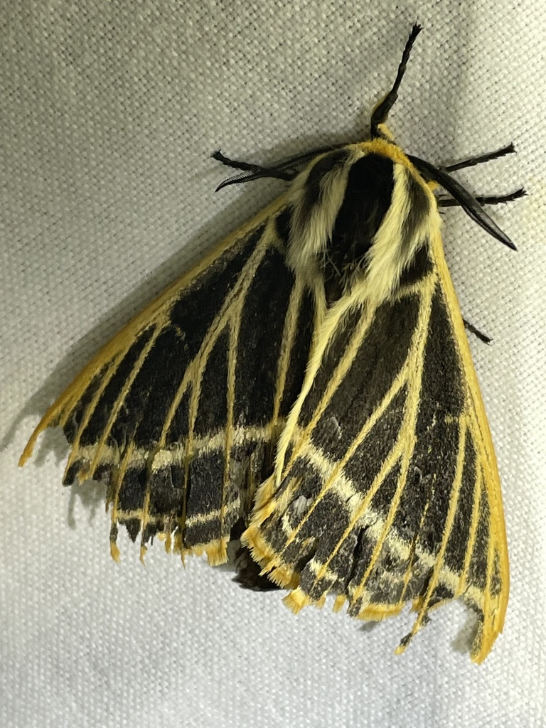 Tissanga murphyi