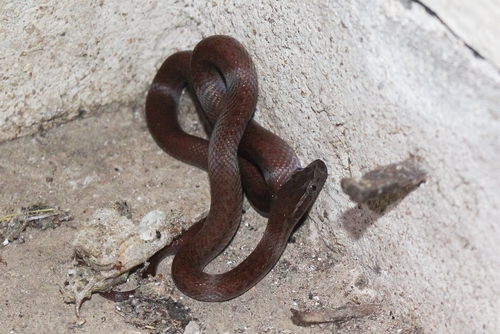 Cape House Snake
