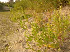 Chenopodium acerifolium