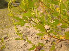 Chenopodium acerifolium