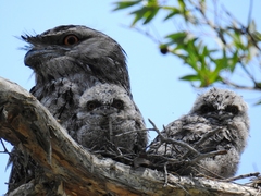 Podargus strigoides strigoides