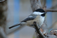 Poecile atricapillus