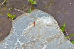Diplacodes haematodes