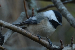 Poecile atricapillus