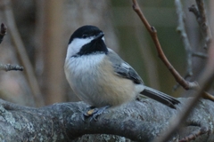 Poecile atricapillus