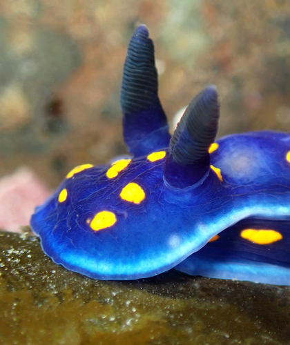 California Chromodorid