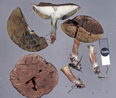 Xerocomellus cisalpinus