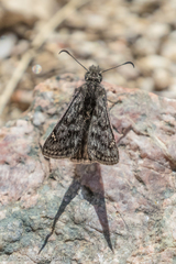 Erynnis telemachus