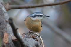 Sitta canadensis