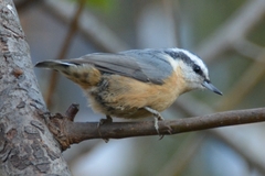Sitta canadensis