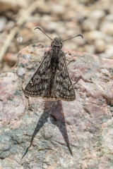 Erynnis telemachus