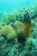 Holopsamma laminaefavosa