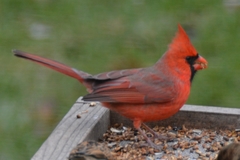 Cardinalis cardinalis