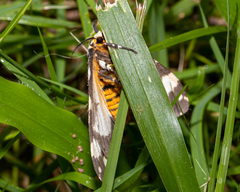 Lymantria atemeles