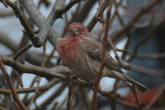 Haemorhous mexicanus