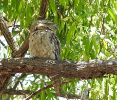 Podargus strigoides strigoides