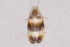Piloprepes anassa
