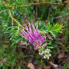 Grevillea acanthifolia