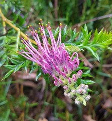 Grevillea acanthifolia