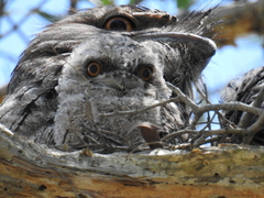 Podargus strigoides strigoides