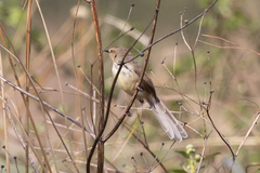 Prinia hypoxantha