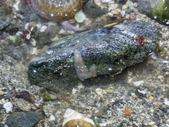 Leptoplanoidea