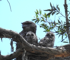 Podargus strigoides strigoides