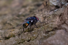 Chrysomya chloropyga