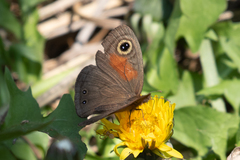 Cassionympha cassius