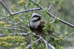 Emberiza stewarti
