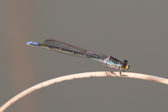 Pseudagrion citricola