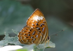 Taxila haquinus haquinus