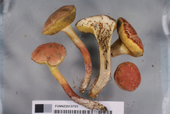 Xerocomellus cisalpinus