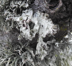 Ramalina canariensis