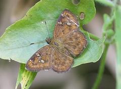 Pseudocoladenia dan dhyana