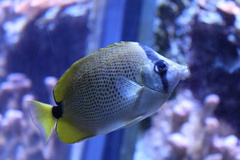 Chaetodon