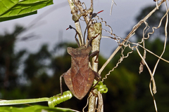 Dalader planiventris