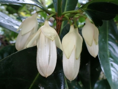 Crossostylis grandiflora