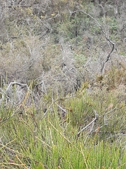 Calyptorhynchus lathami