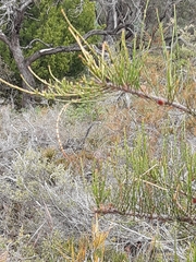 Calyptorhynchus lathami